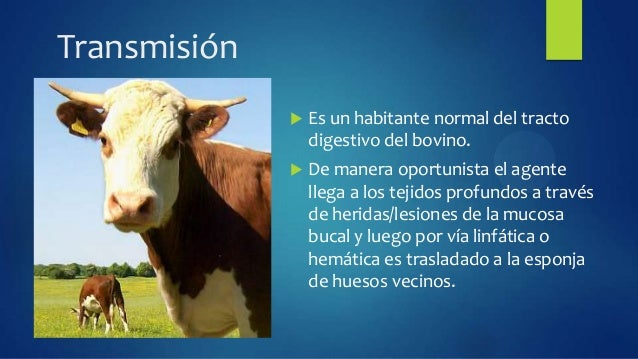 actinomicosis bovina